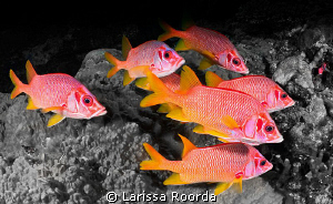 Red and Black. by Larissa Roorda 